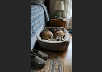 My 15-Year-Old Beagle Sometimes Gets Lost Inside the Home She Has Known for Years—So Every Night, I Show Her the Way Back