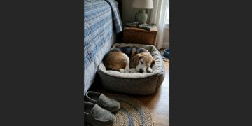 My 15-Year-Old Beagle Sometimes Gets Lost Inside the Home She Has Known for Years—So Every Night, I Show Her the Way Back