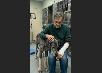 A Landlord Brought an Injured Great Dane to the Emergency Vet and Called Him Dangerous—Then His Owner Arrived Wearing a Hospital Bracelet