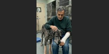 A Landlord Brought an Injured Great Dane to the Emergency Vet and Called Him Dangerous—Then His Owner Arrived Wearing a Hospital Bracelet
