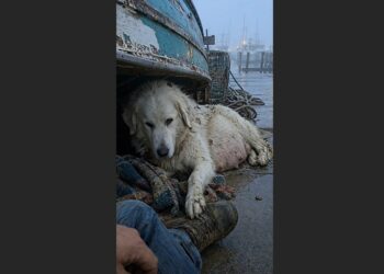 Just Before Sunrise, a Marina Worker Heard Scratching Beneath an Overturned Boat—Then a Pregnant Dog Crawled Out and Put One Paw on His Boot