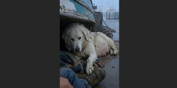 Just Before Sunrise, a Marina Worker Heard Scratching Beneath an Overturned Boat—Then a Pregnant Dog Crawled Out and Put One Paw on His Boot