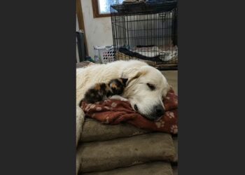 For Six Years, an Elderly Great Pyrenees Slept Beside Frightened Orphaned Kittens—Then One Tiny Calico Refused to Leave Her