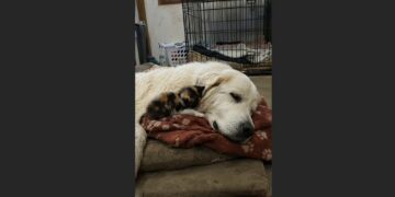 For Six Years, an Elderly Great Pyrenees Slept Beside Frightened Orphaned Kittens—Then One Tiny Calico Refused to Leave Her