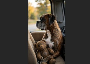 For 12 Years, Otis Rode in the Passenger Seat of My Truck—Last Friday, I Drove Home Without Him