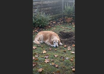 Every Morning at 6:48, My Senior Golden Retriever Dug the Same Spot in My Yard—Then I Learned Who Used to Sit Beside Him