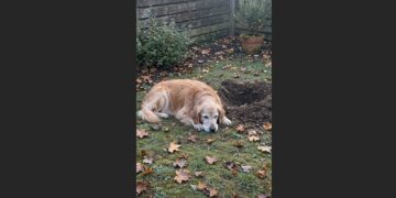 Every Morning at 6:48, My Senior Golden Retriever Dug the Same Spot in My Yard—Then I Learned Who Used to Sit Beside Him