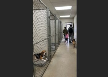 She Thought Her Family Had Come Back—Until the Shelter Gate Closed Again