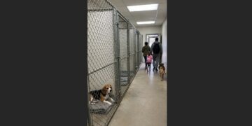 She Thought Her Family Had Come Back—Until the Shelter Gate Closed Again