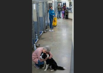 A 68-Year-Old Retired Teacher Went to the Shelter Just to Donate Blankets—Then a Border Collie Gently Took Hold of Her Sleeve