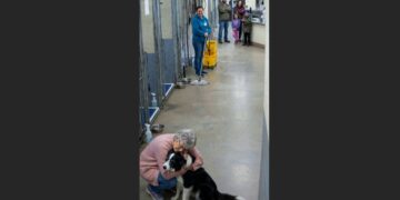 A 68-Year-Old Retired Teacher Went to the Shelter Just to Donate Blankets—Then a Border Collie Gently Took Hold of Her Sleeve