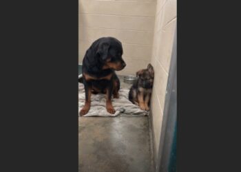 A 3-Month-Old German Shepherd Survived a Wildfire but Stopped Eating—Then a 9-Year-Old Rottweiler Sat Down Beside His Kennel