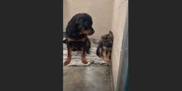 A 3-Month-Old German Shepherd Survived a Wildfire but Stopped Eating—Then a 9-Year-Old Rottweiler Sat Down Beside His Kennel