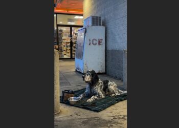 An Elderly Dog Was Left Beside a Roadside Ice Machine at Dawn—Hours Later, Every Pickup Still Made Him Look Up