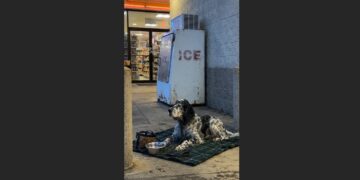 An Elderly Dog Was Left Beside a Roadside Ice Machine at Dawn—Hours Later, Every Pickup Still Made Him Look Up