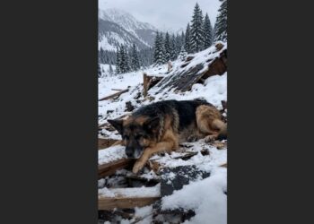 For 11 Hours, an Older German Shepherd Refused to Leave a Wrecked Cabin—Then a Rescuer Heard a Voice Beneath Him