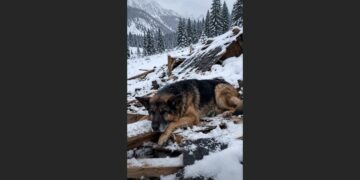 For 11 Hours, an Older German Shepherd Refused to Leave a Wrecked Cabin—Then a Rescuer Heard a Voice Beneath Him