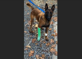 K9 Amor Was Shot During a Georgia Highway Pursuit. He Survived, Returned to Duty, and the Man Who Opened Fire Was Sentenced to 135 Years