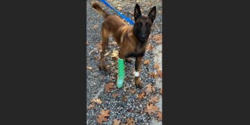 K9 Amor Was Shot During a Georgia Highway Pursuit. He Survived, Returned to Duty, and the Man Who Opened Fire Was Sentenced to 135 Years