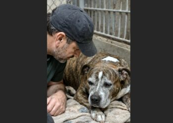 He Asked for the Oldest Dog No One Wanted—At the End of the Hall, a 16-Year-Old Pit Bull Was Still Waiting