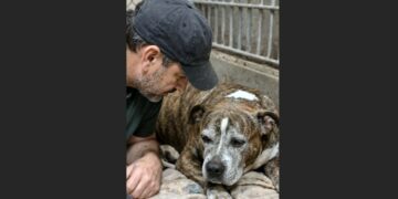 He Asked for the Oldest Dog No One Wanted—At the End of the Hall, a 16-Year-Old Pit Bull Was Still Waiting