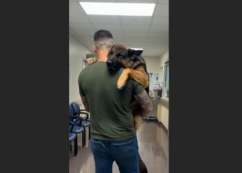 Bruno Is a 100-Pound German Shepherd Who Guards the House at Night—But Shiny Floors Stop Him Cold