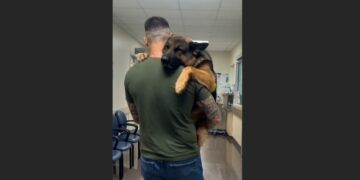 Bruno Is a 100-Pound German Shepherd Who Guards the House at Night—But Shiny Floors Stop Him Cold