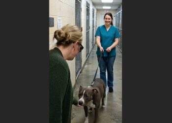 A Man Returned His Pit Bull to the Shelter and Demanded He Be Put Down for Biting Him. Two Days Later, a Bruised Woman Walked In and Revealed Why the Dog Had Attacked