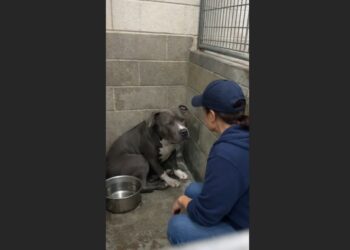 At 3:47 A.M., a Shelter Called Her About the Pit Bull She Had Just Fostered. Her Sister Was Crying So Hard She Had Broken a Tooth Trying to Reach Her