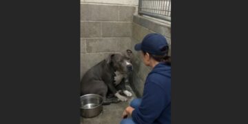 At 3:47 A.M., a Shelter Called Her About the Pit Bull She Had Just Fostered. Her Sister Was Crying So Hard She Had Broken a Tooth Trying to Reach Her