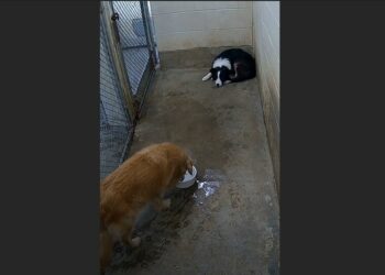A Terrified Border Collie Was Too Afraid to Walk to His Water Bucket. Then an Elderly Golden Retriever Did Something No One at the Shelter Expected