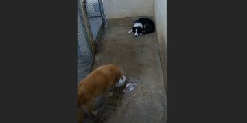 A Terrified Border Collie Was Too Afraid to Walk to His Water Bucket. Then an Elderly Golden Retriever Did Something No One at the Shelter Expected