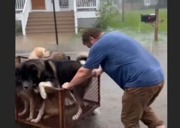 They Mocked the Lonely Mechanic Who Fed Stray Dogs. Then a Flash Flood Hit, and Neighbors Watched Him Pull 14 Frightened Dogs Through the Rising Water
