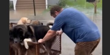 They Mocked the Lonely Mechanic Who Fed Stray Dogs. Then a Flash Flood Hit, and Neighbors Watched Him Pull 14 Frightened Dogs Through the Rising Water