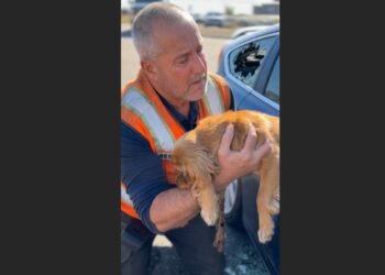 A 68-Year-Old Rescue Volunteer Broke a Car Window to Save a Dying Spaniel. Then the Little Dog Reached Out and Held His Wrist—and Brought Back a Regret He’d Carried for 19 Years