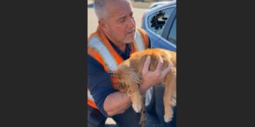 A 68-Year-Old Rescue Volunteer Broke a Car Window to Save a Dying Spaniel. Then the Little Dog Reached Out and Held His Wrist—and Brought Back a Regret He’d Carried for 19 Years