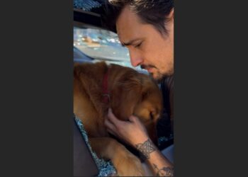 A Tattooed Biker Smashed a Car Window to Save a Dying Golden Retriever. What Nobody Knew Was That He’d Spent Seven Years Blaming Himself for Another Dog’s Death