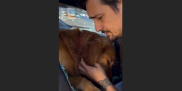 A Tattooed Biker Smashed a Car Window to Save a Dying Golden Retriever. What Nobody Knew Was That He’d Spent Seven Years Blaming Himself for Another Dog’s Death