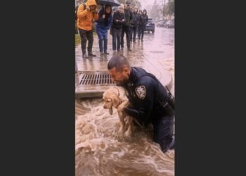 A Police Officer Crawled Into a Flooded Storm Drain to Save a Trapped Dog. Seconds Before He Escaped, He Heard a Cry That Made Him Turn Back