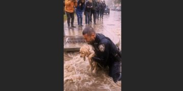 A Police Officer Crawled Into a Flooded Storm Drain to Save a Trapped Dog. Seconds Before He Escaped, He Heard a Cry That Made Him Turn Back