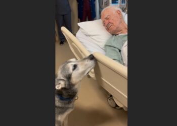 A Lonely Dog Waited Outside the ICU for Three Days After His 79-Year-Old Owner Collapsed. When Doctors Feared the Worst, a Nurse Asked for One Last Visit