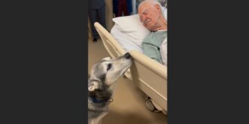 A Lonely Dog Waited Outside the ICU for Three Days After His 79-Year-Old Owner Collapsed. When Doctors Feared the Worst, a Nurse Asked for One Last Visit