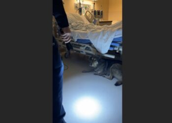 A Hospital Security Guard Found a Starving Dog Hiding Beneath an Elderly Veteran’s Bed. When He Learned Why She Kept Coming Back Every Night, He Couldn’t Hold Back His Tears