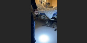 A Hospital Security Guard Found a Starving Dog Hiding Beneath an Elderly Veteran’s Bed. When He Learned Why She Kept Coming Back Every Night, He Couldn’t Hold Back His Tears