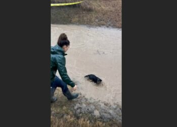A News Reporter Dropped Her Microphone and Ran Into a Flooded Ditch to Save a Drowning Dog. When Her Cameraman Learned Why, He Couldn’t Speak