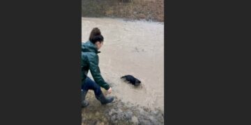 A News Reporter Dropped Her Microphone and Ran Into a Flooded Ditch to Save a Drowning Dog. When Her Cameraman Learned Why, He Couldn’t Speak
