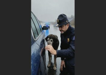 An Elderly Dog Refused to Leave a Broken-Down Car in the Pouring Rain. When a State Trooper Saw What Was Inside, He Realized the Dog Had Been Trying to Save His Owner