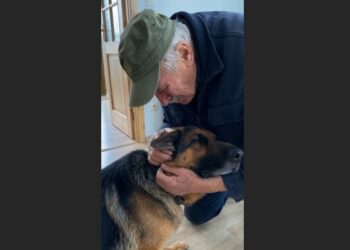 A German Shepherd Froze When He Heard an Old Veteran’s Voice in a Hospital Hallway. What Happened Next Left Everyone in Tears