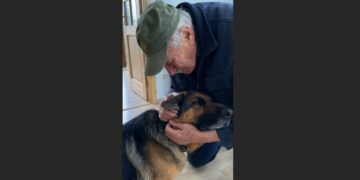 A German Shepherd Froze When He Heard an Old Veteran’s Voice in a Hospital Hallway. What Happened Next Left Everyone in Tears