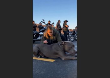 A Terrified Pit Bull Collapsed When 30 Bikers Started Their Engines. Then He Crawled Toward One Motorcycle—and the Man Standing Beside It Realized Something Was Terribly Wrong.